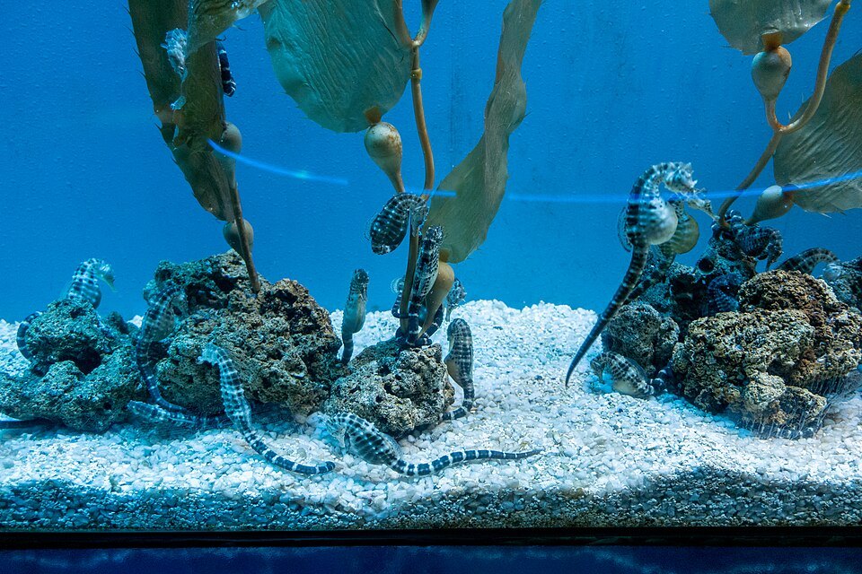 A kelp tank in the aquarium, the fronds lit from above