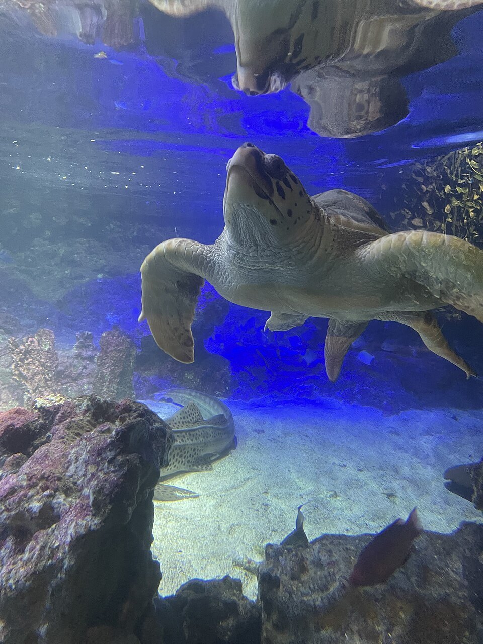 A turtle passing the glass in a blue-lit tank
