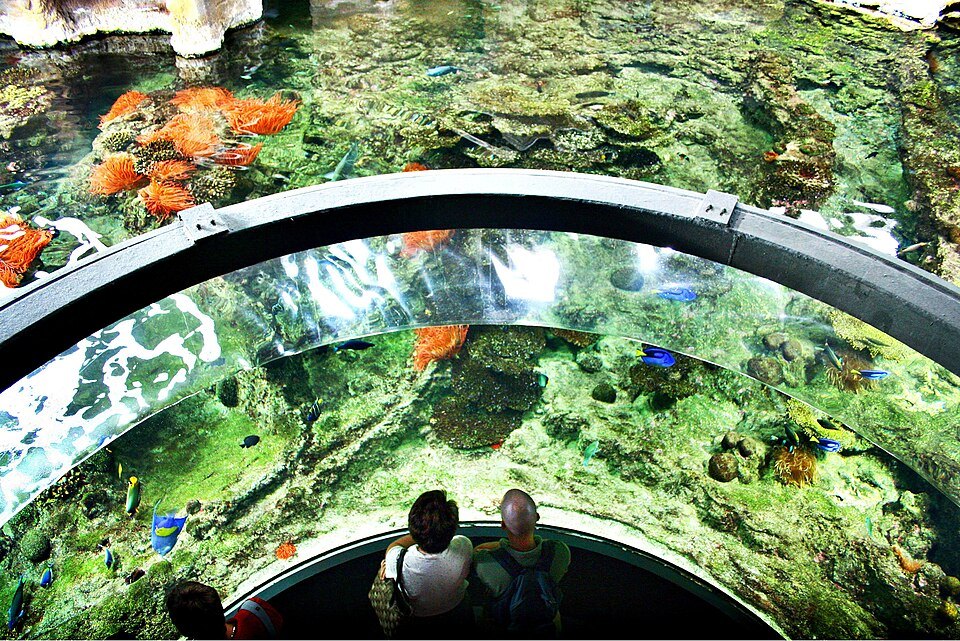 Two visitors silhouetted against the curved glass of a reef tank at the aquarium