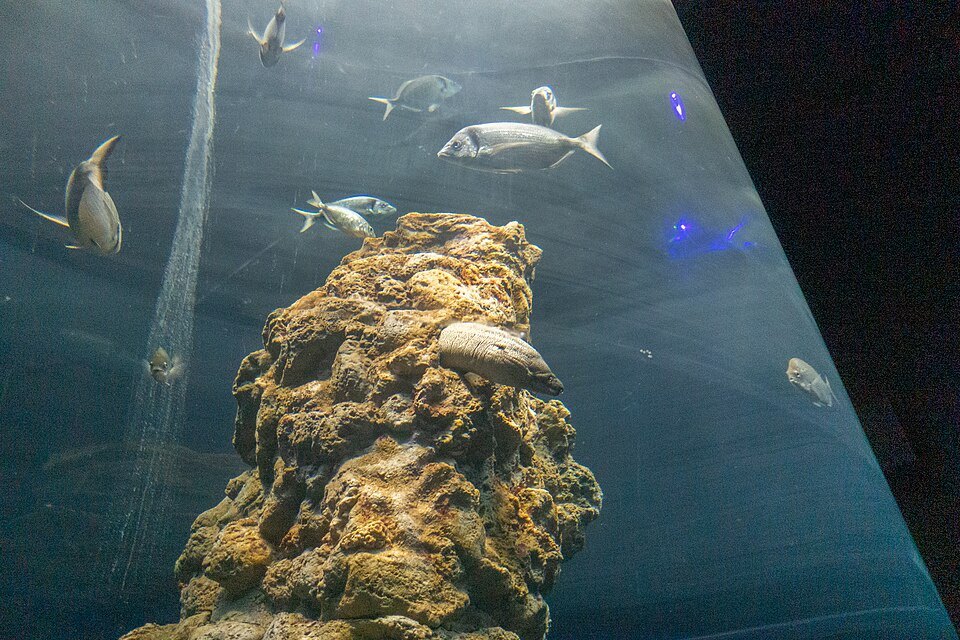 Fish over a reef in one of the aquarium's Mediterranean tanks
