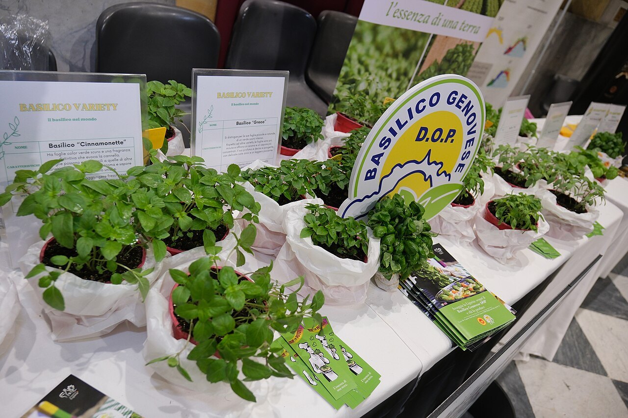 Basil plants for pesto on a market stall, with the protected-origin sign