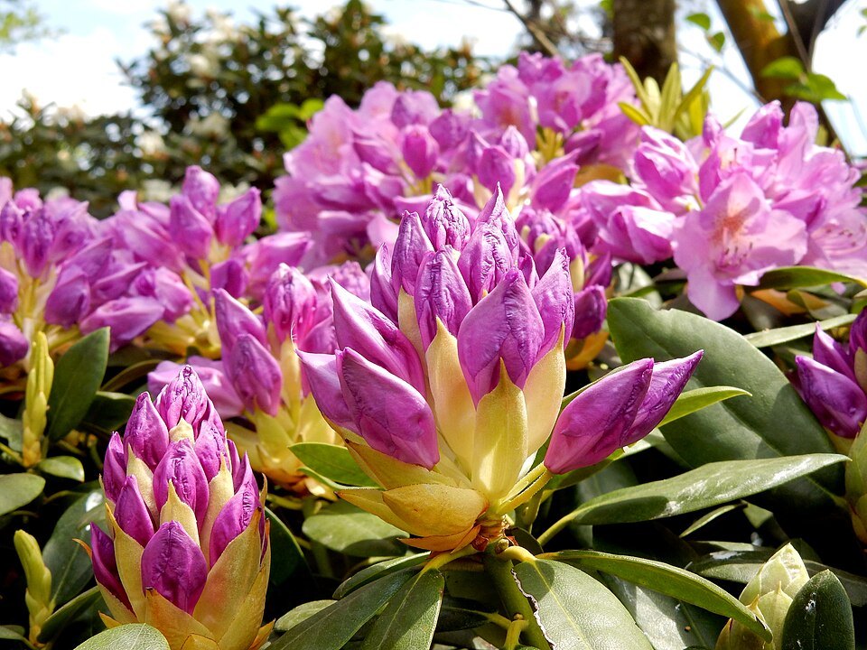 Rhododendrons in flower at the Nervi parks